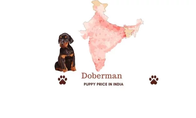 Doberman price in India across all major Indian cities