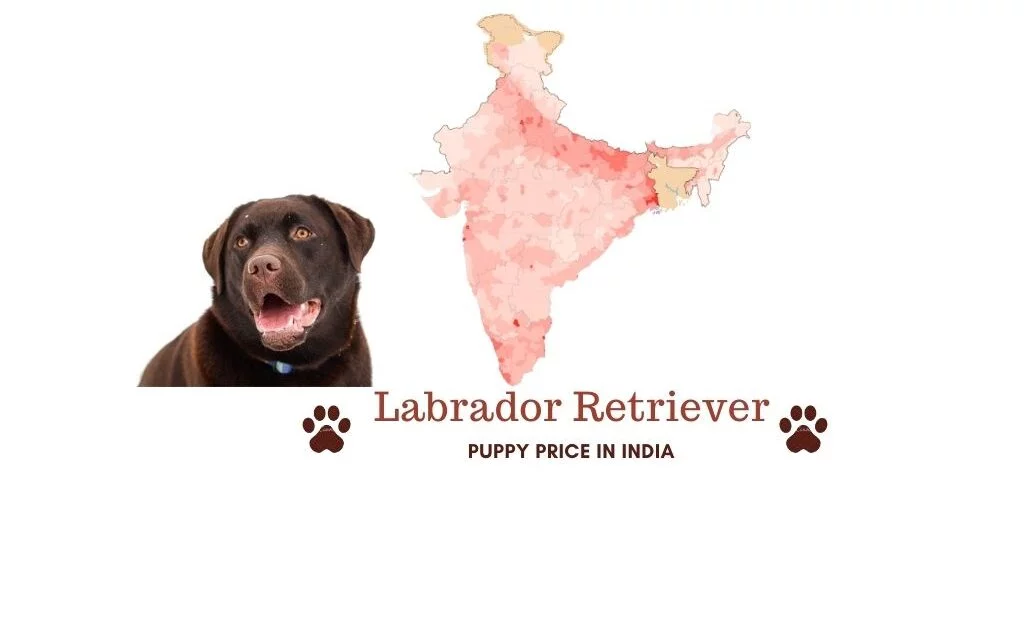 Labrador dog price in India. [all major cities]