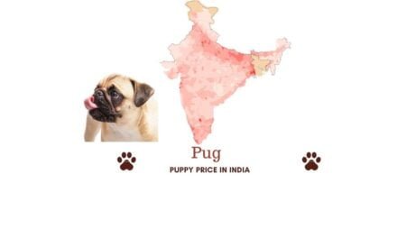 Pug price in India across all major Indian cities