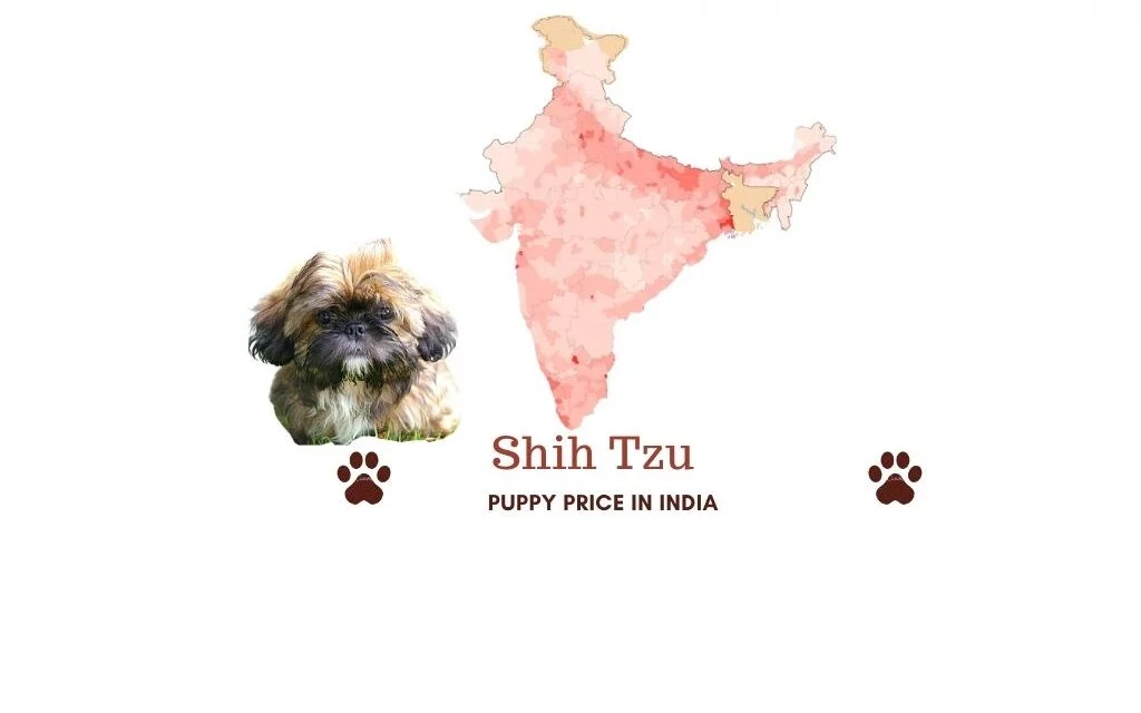 Shih Tzu price in India across all major Indian cities