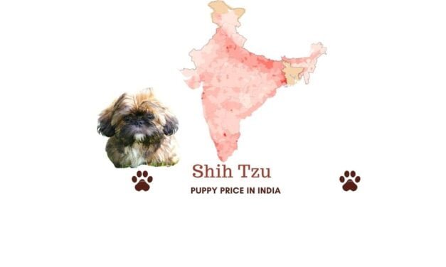 Shih Tzu price in India across all major Indian cities