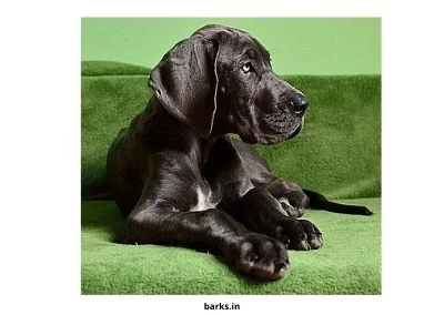 Black Dane puppy