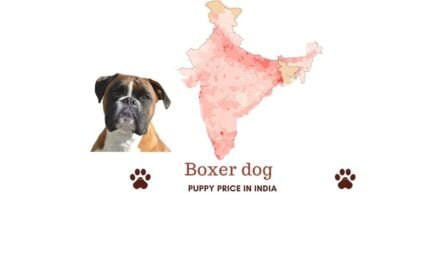 Boxer dog price in India [Price in Chennai, Mumbai, and more]