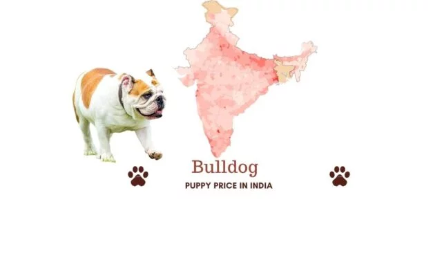 Bulldog price in India across all major Indian cities