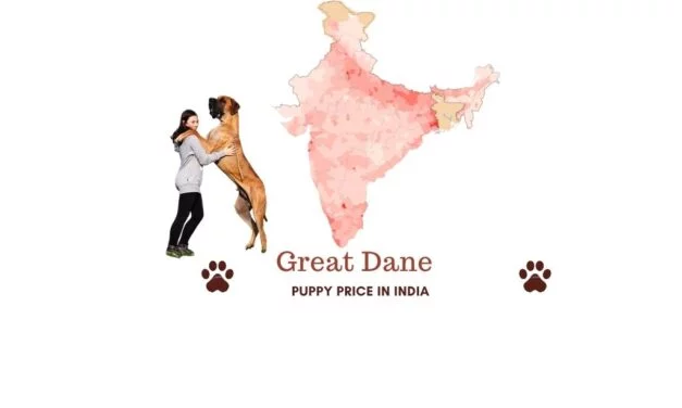 Great Dane price in India across all major Indian cities