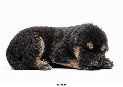 Breeder questions before you buy your puppy