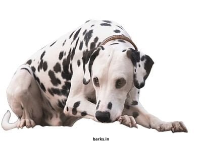Dalmatian dog in India
