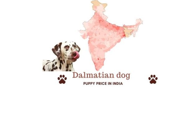 Dalmatian price in India