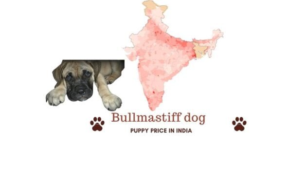 Bullmastiff price in India across all major cities