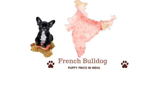 French Bulldog price in India across all major cities